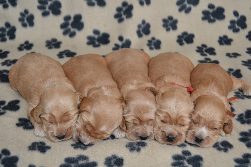 Reno, Rey, Roky, Rita, Raja, Ron.JPG